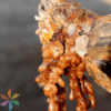 gum arabic