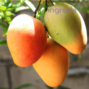 Hương Xoài