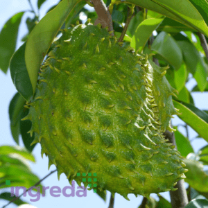 bột quả mãng cầu