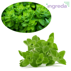 bột lá oregano