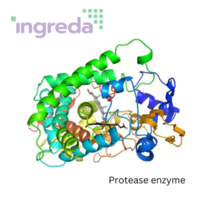 Protease enzyme