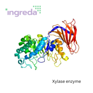 Xylase enzyme