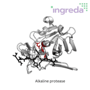 alkaline-protease