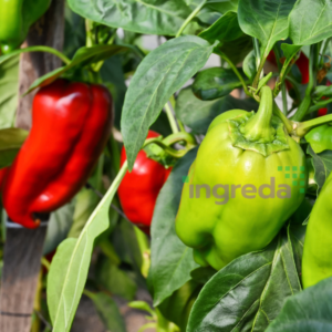 aqua-spice-capsicum