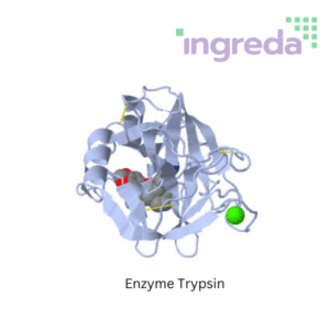 enzyme trypsin