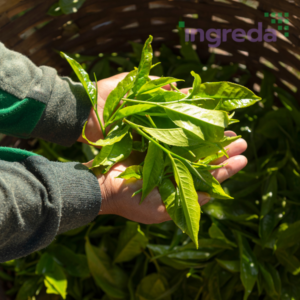 hỗn hợp enzyme trong chiết xuất trà
