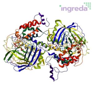Enzyme
